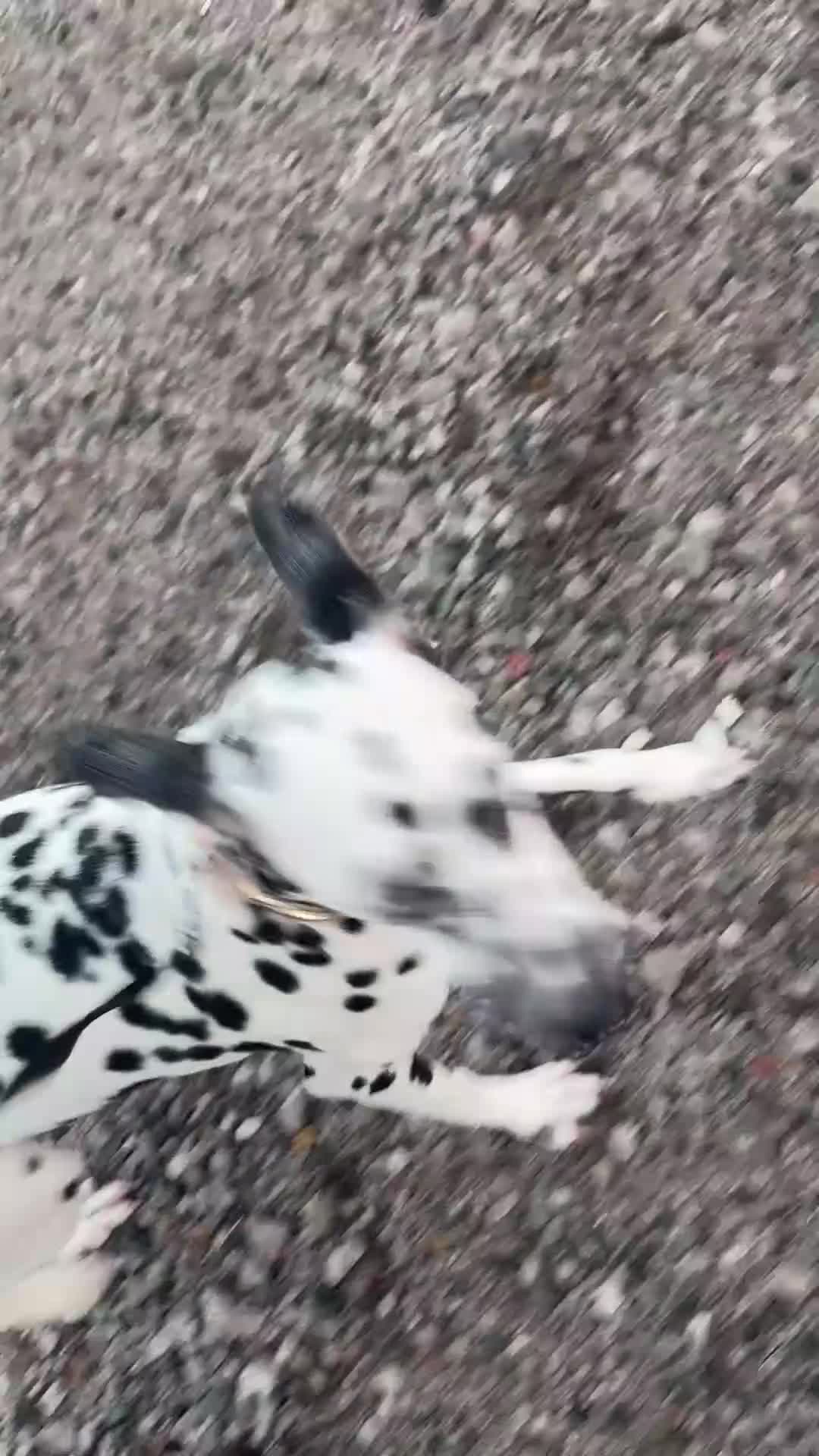 Dalmatian dogs for sale: Dalmatian female 10 months  - Video 1