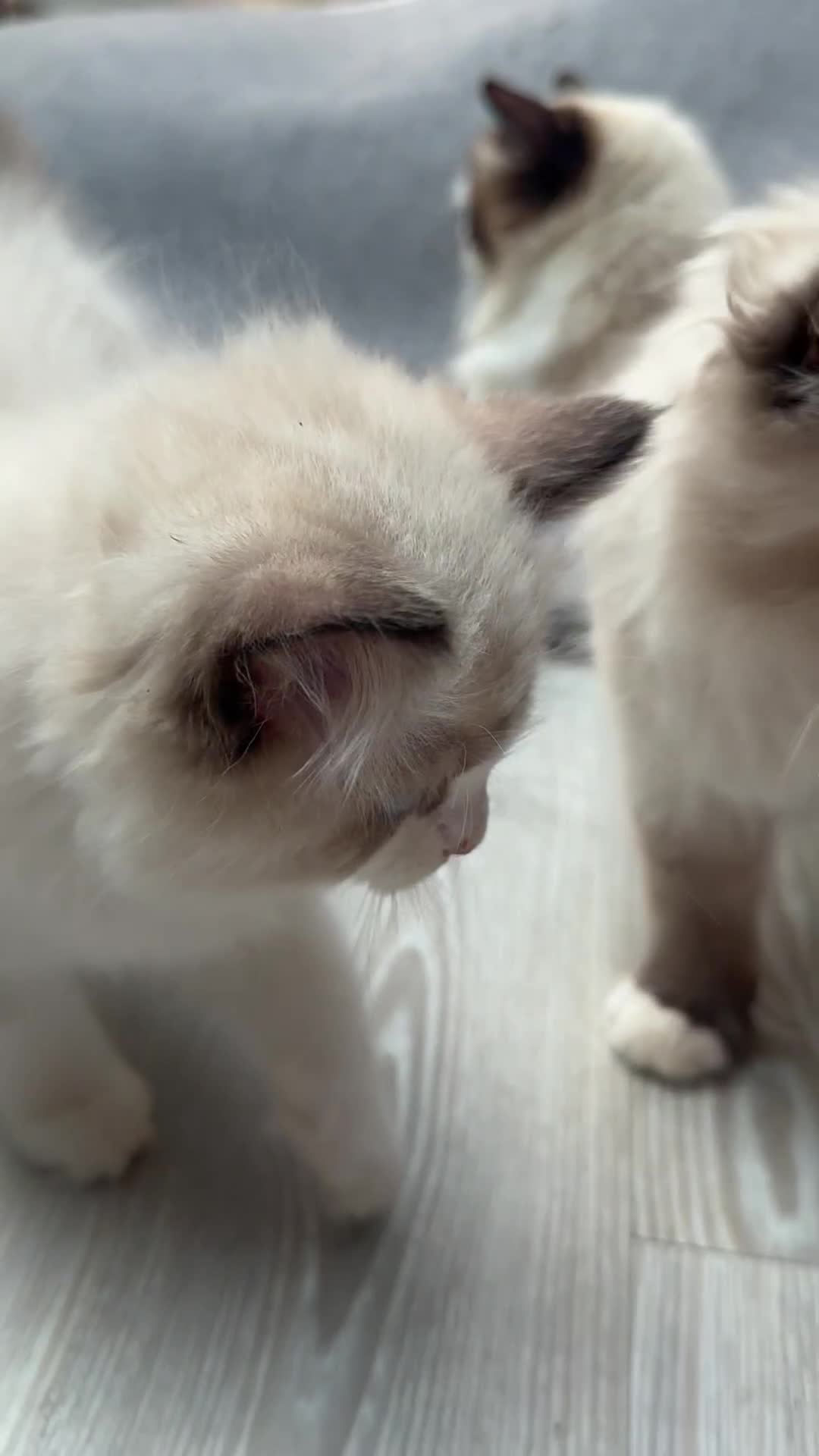 Ragdoll cats for sale: Rare European Chunky ragdolls - Video 2