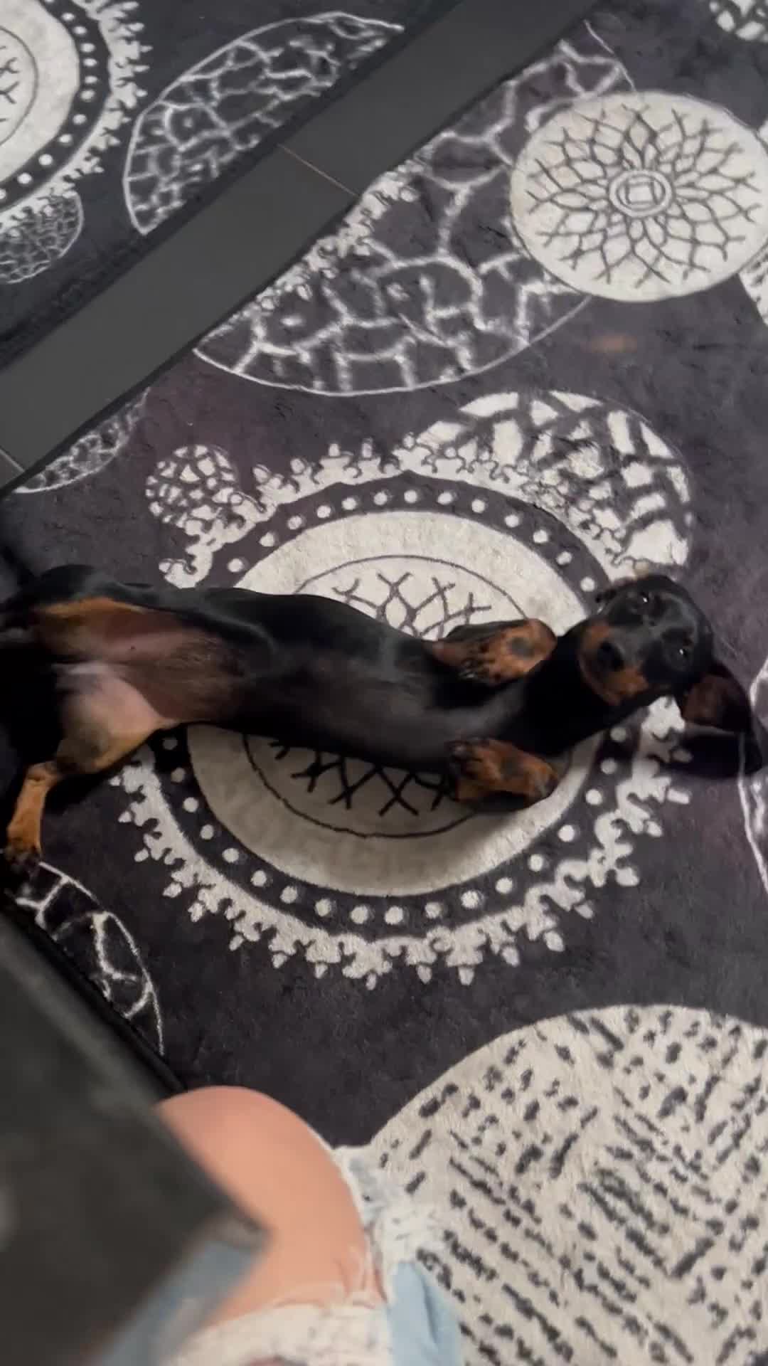Dachshund dogs for sale: 3.5 year old Dachshund female  - Video 1