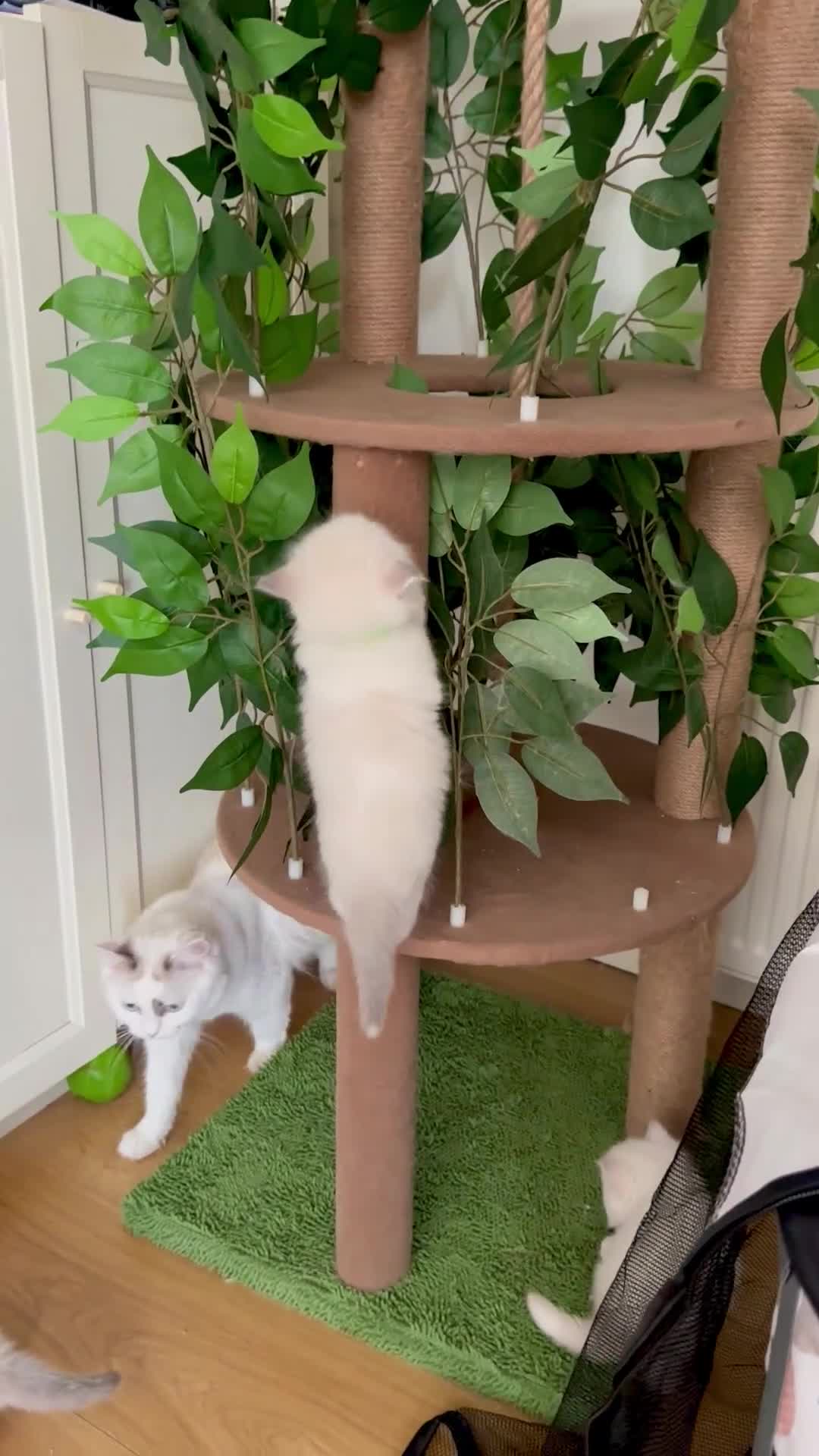 Ragdoll cats for sale: Gorgeous Litter of ragdolls ready 10/10/25 - Video 1