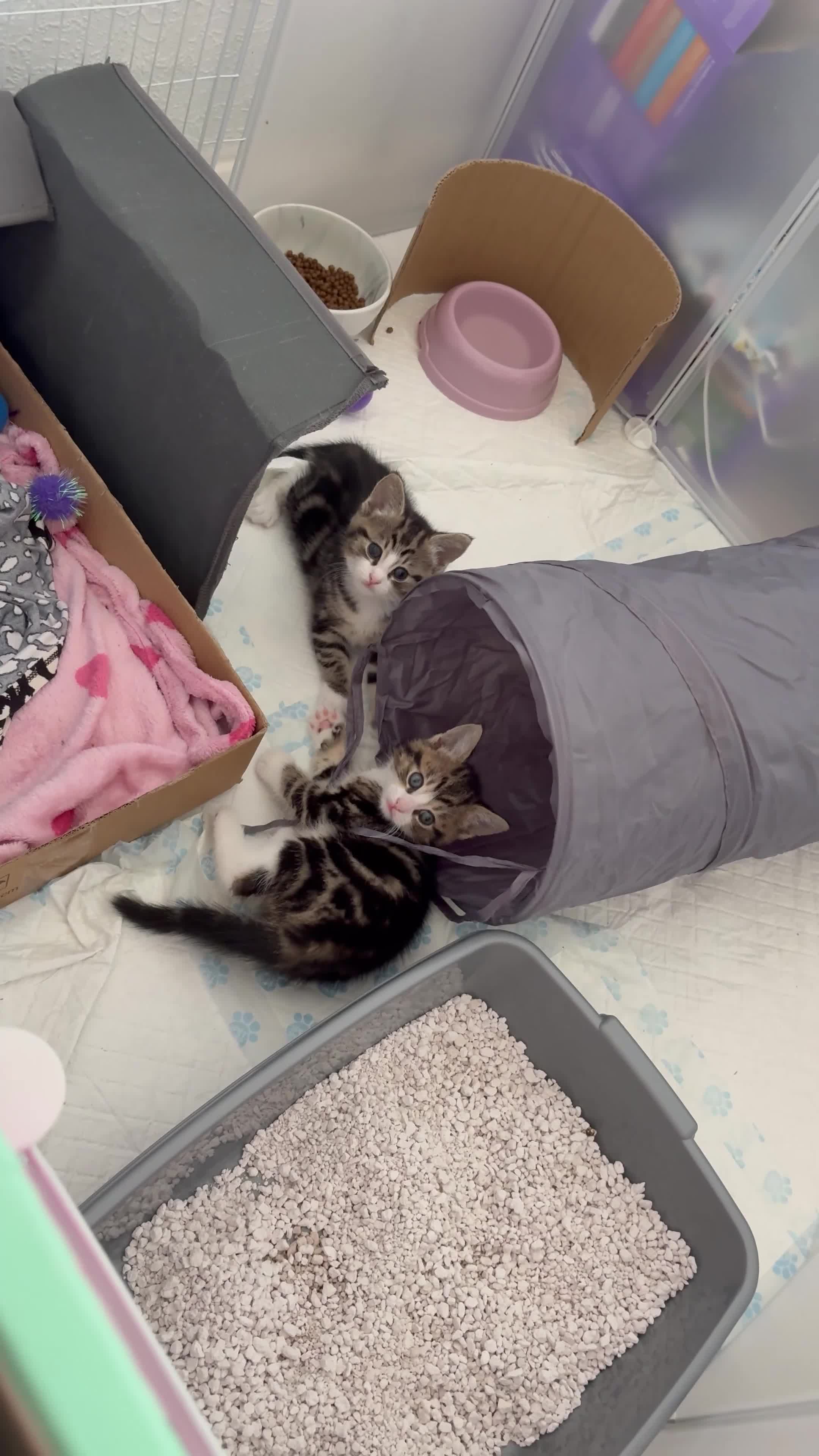 Domestic Shorthair cats for sale: Beautiful Tabby Kittens Possible Norwegian Forest - Video 1