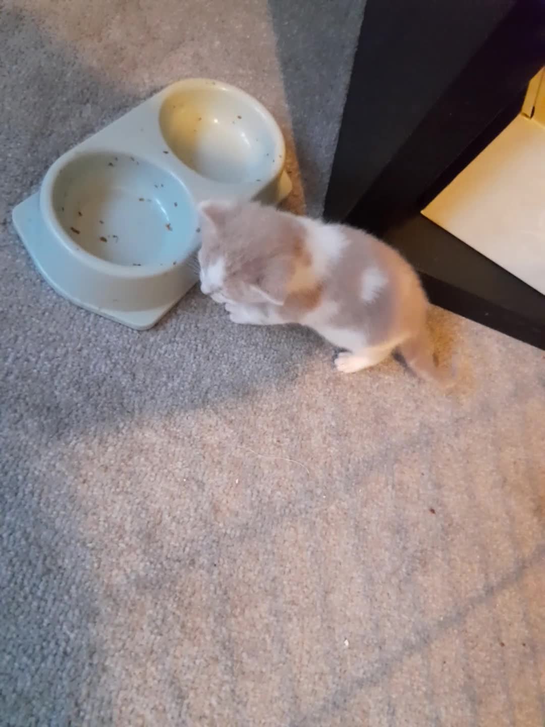 Domestic Shorthair cats for sale: 4 little fluff balls for sale adorable 💙💙 - Video 1