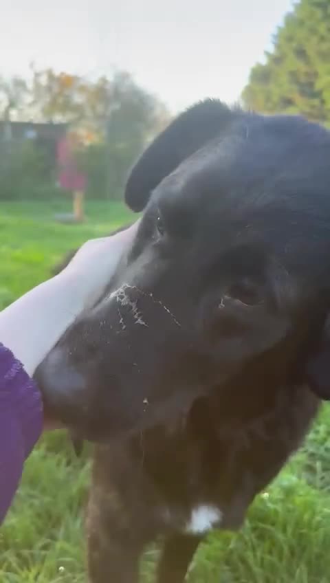 Mixed Breed dogs for adoption: Meet George !!!  - Video 1