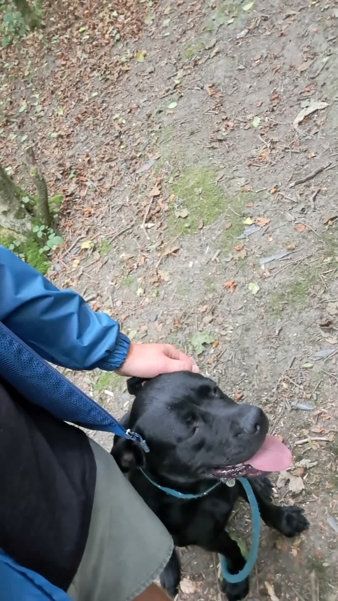 Mixed Breed dogs for sale: 🐾 BullHerder Litter x Dutch Shepherd — Confirmed - Video 1