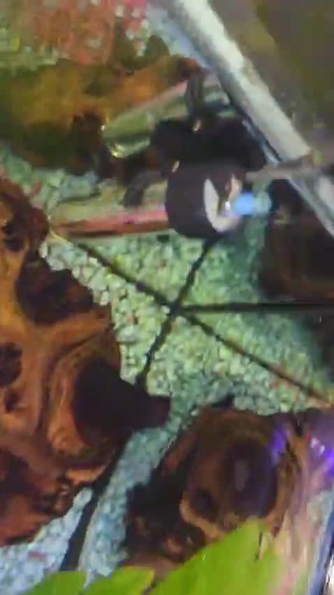 Plecos fish for sale: Common Pleco - Video 1