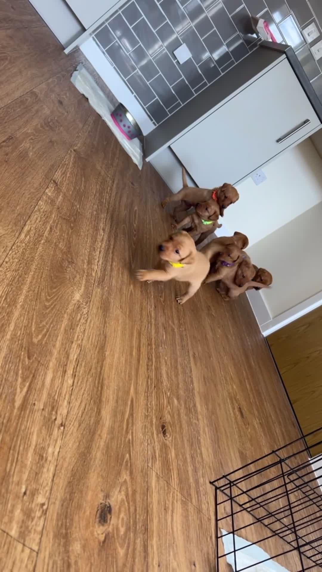 Labrador Retriever dogs for sale: *Videos* 7 KC-Registered Fox Red Labrador Pups🐶 - Video 3