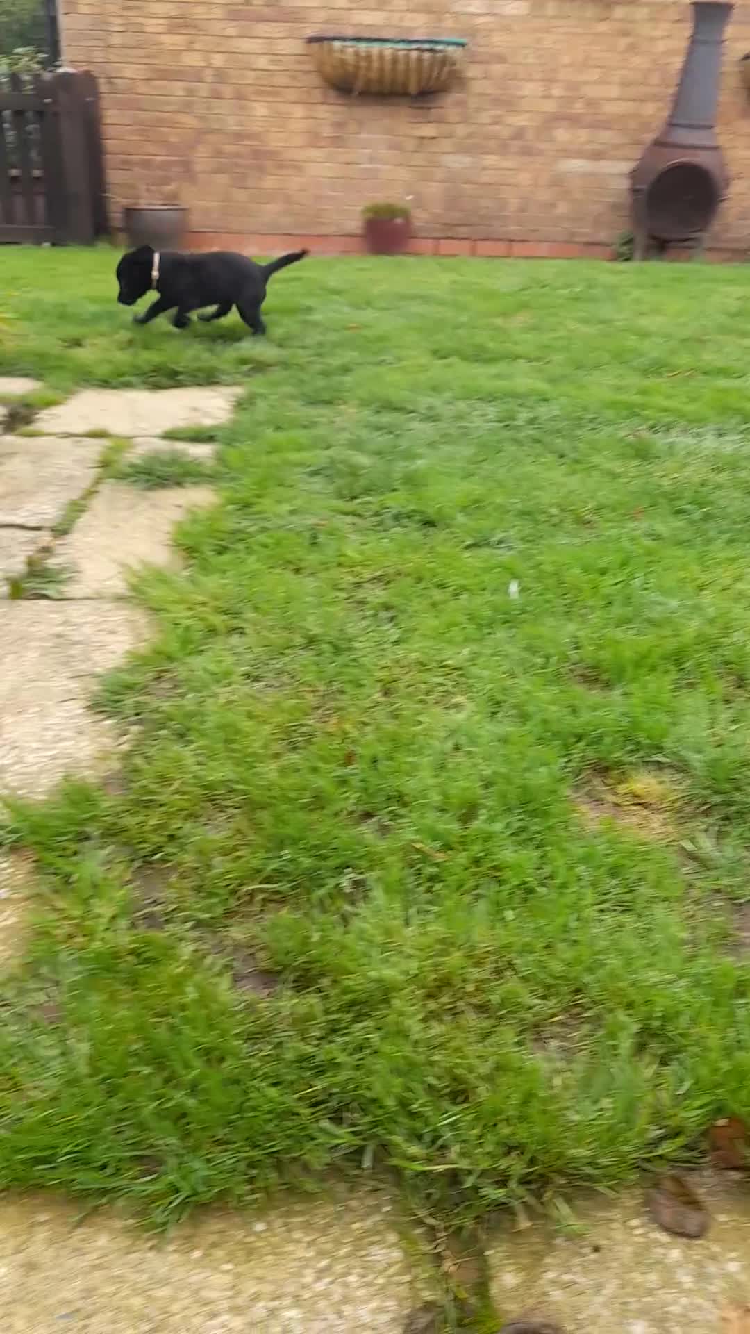 Labrador Retriever dogs for sale: Black labrador puppy - Video 1