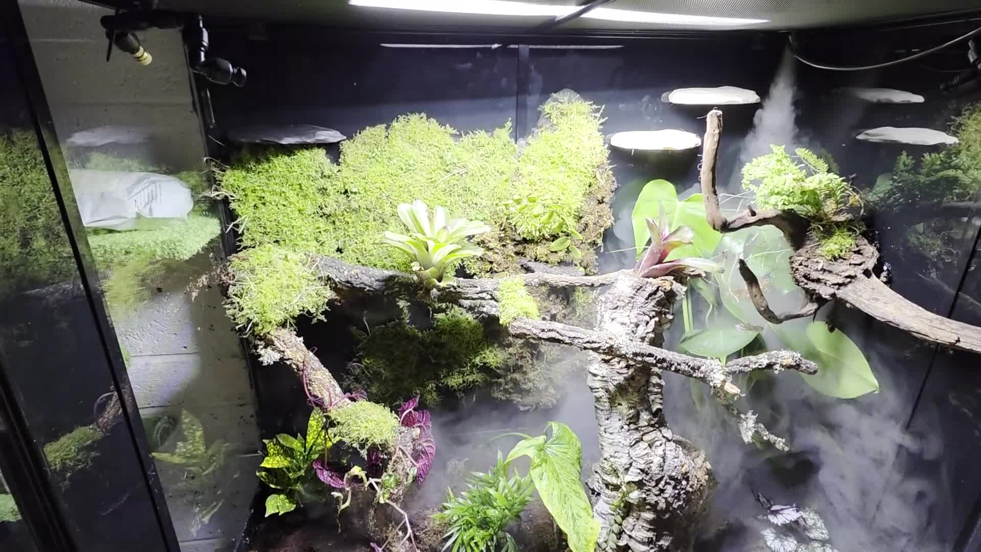 Frog reptiles for sale: Super Large Dart Frog Vivarium Setup – £520  - Video 1