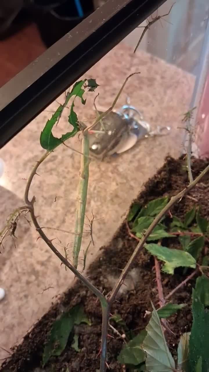 Stick Insects invertebrates for sale: Baby stick insects for sale in Sheffield - Video 1