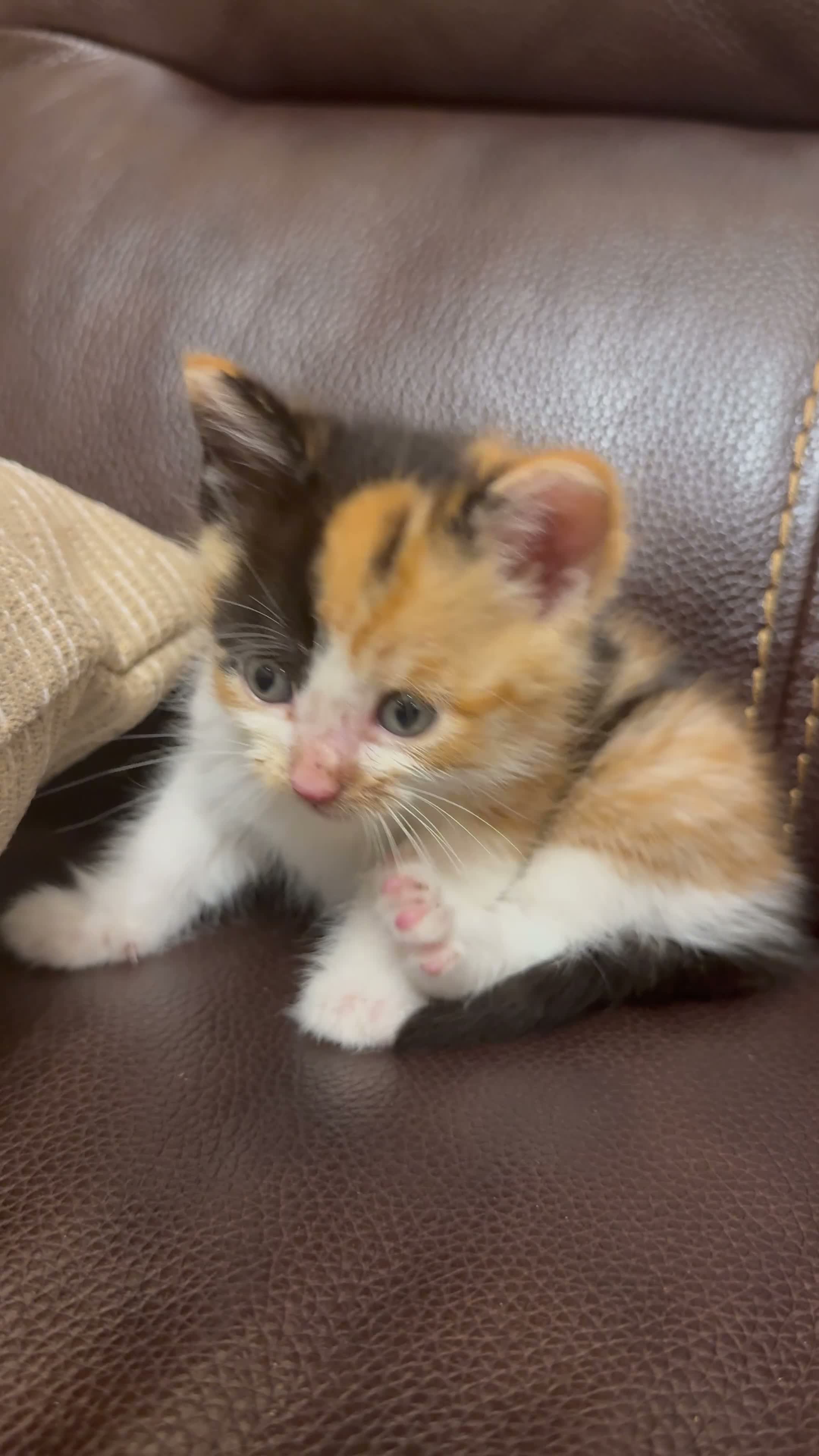 Mixed Breed cats for sale: Stunning Calico BSH - Video 3