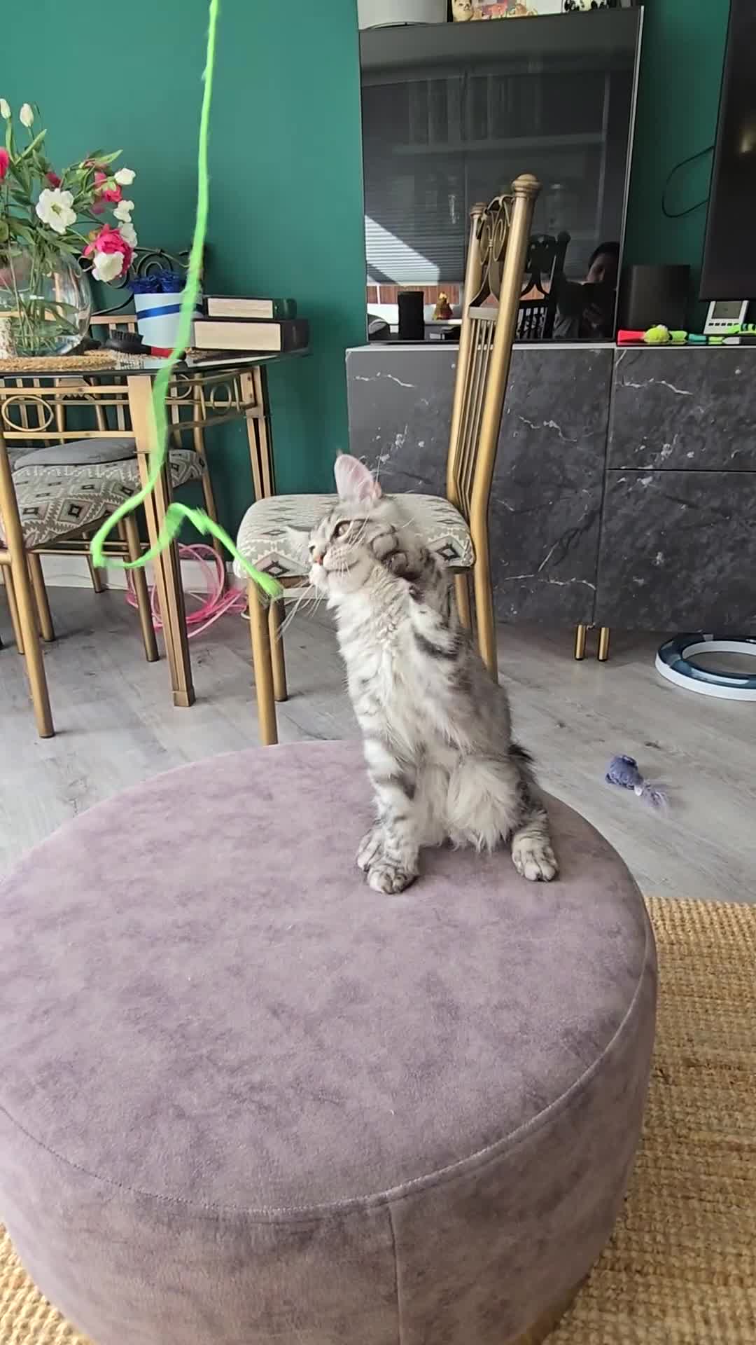 Maine Coon cats for sale: Last male Maine coon kitten READY European lines  - Video 2