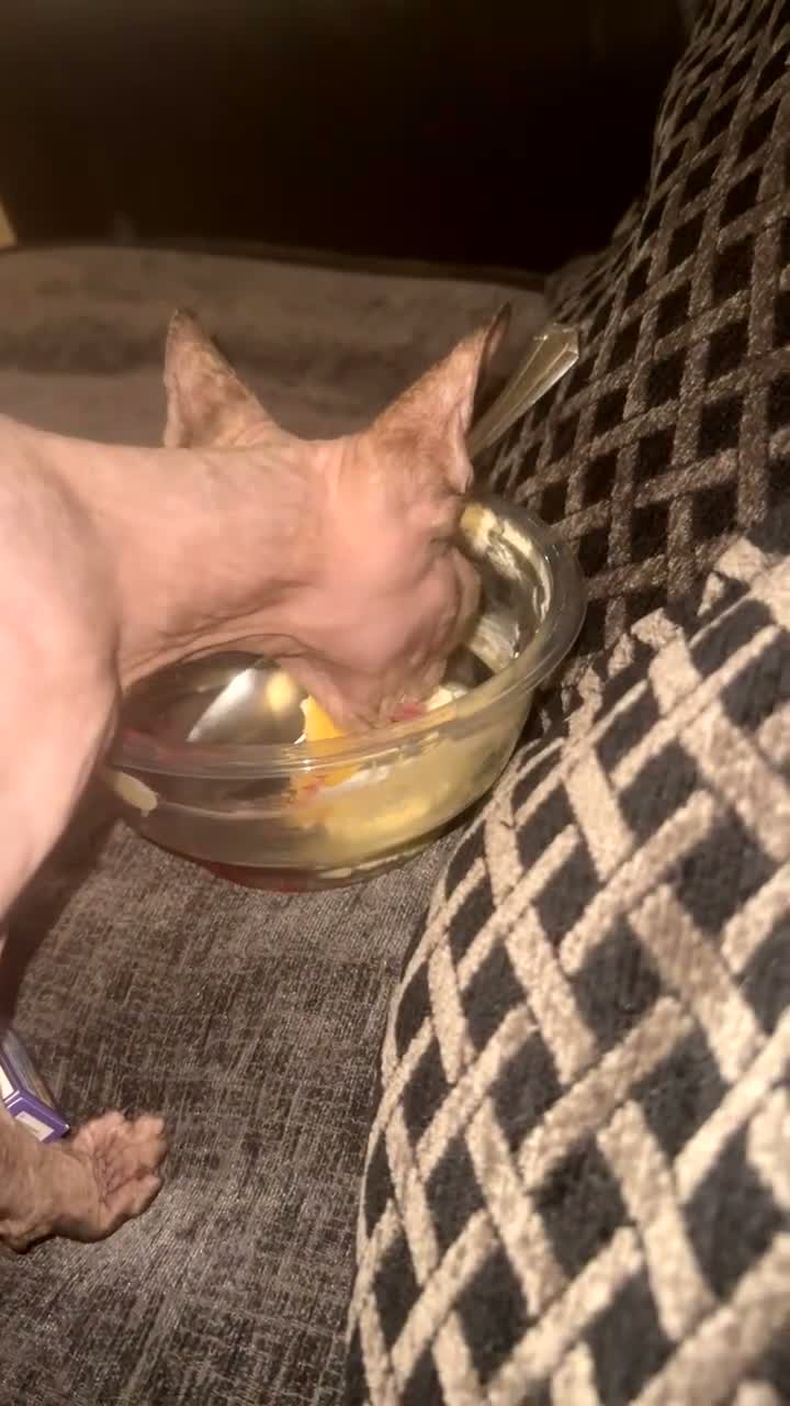 Sphynx cats for sale: My gorgeous pair  - Video 2
