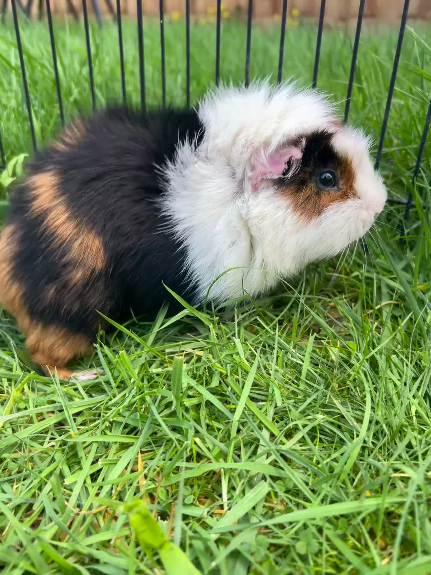 Guinea Pig rodents for sale: Hawk & Panda  - Video 3