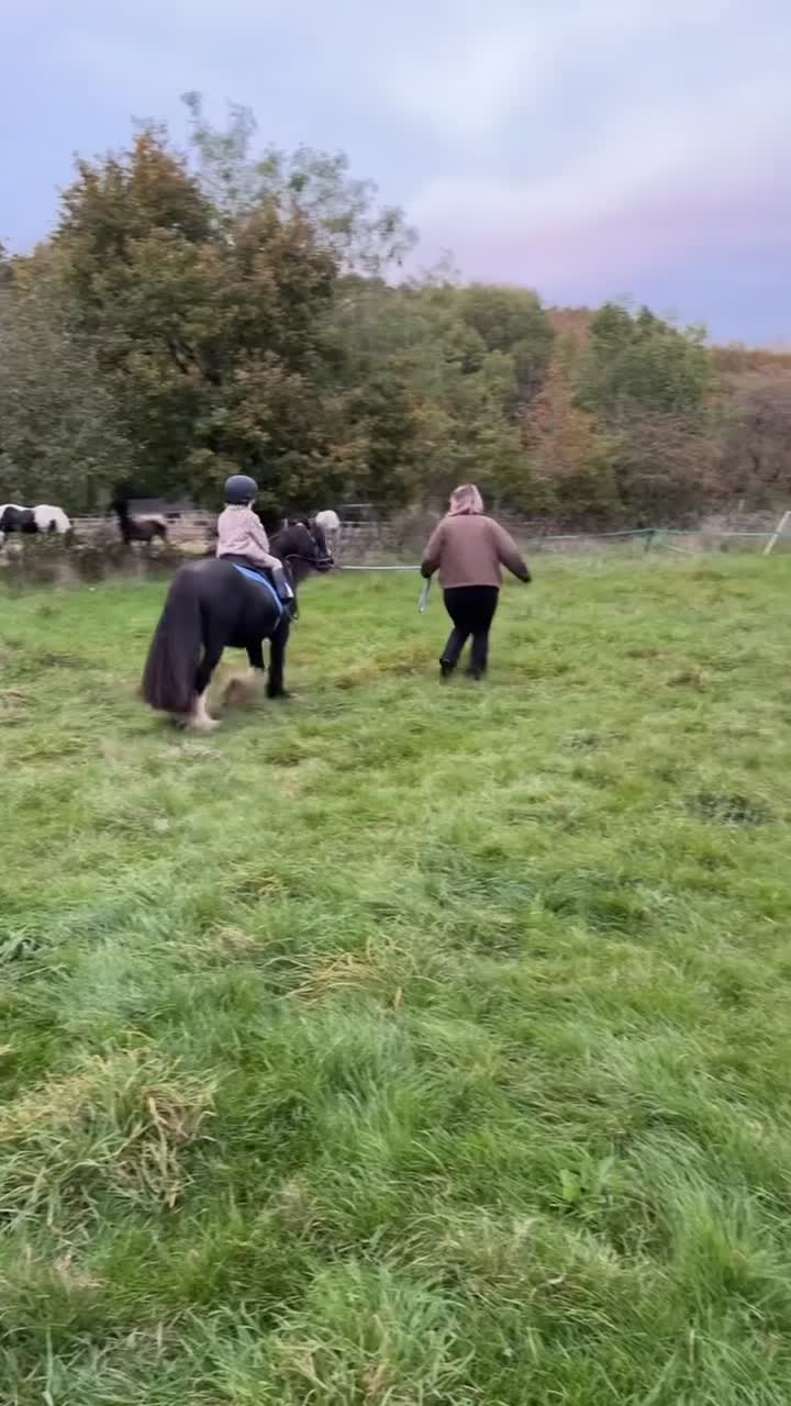 Irish Cob horses for sale: Mini Cob gelding in Southampton - Video 3