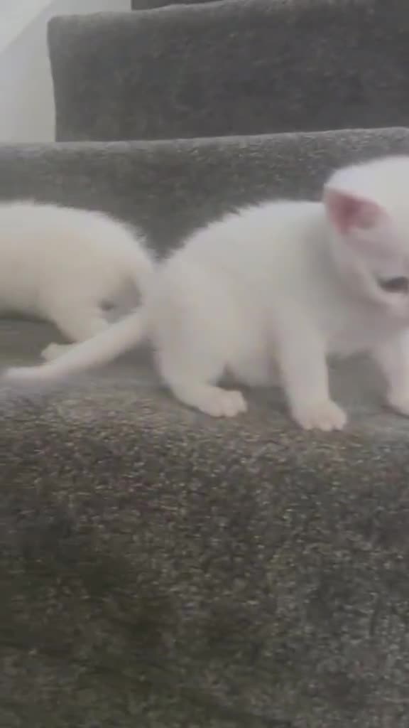 Khao Manee cats for sale: Khao Manee kittens for sale - Video 1