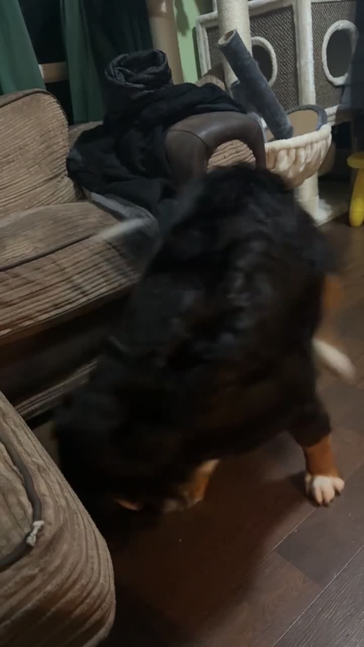 Bernese Mountain Dog dogs for sale: Bernese Mountain dog Puppy – Looking for Home - Video 5