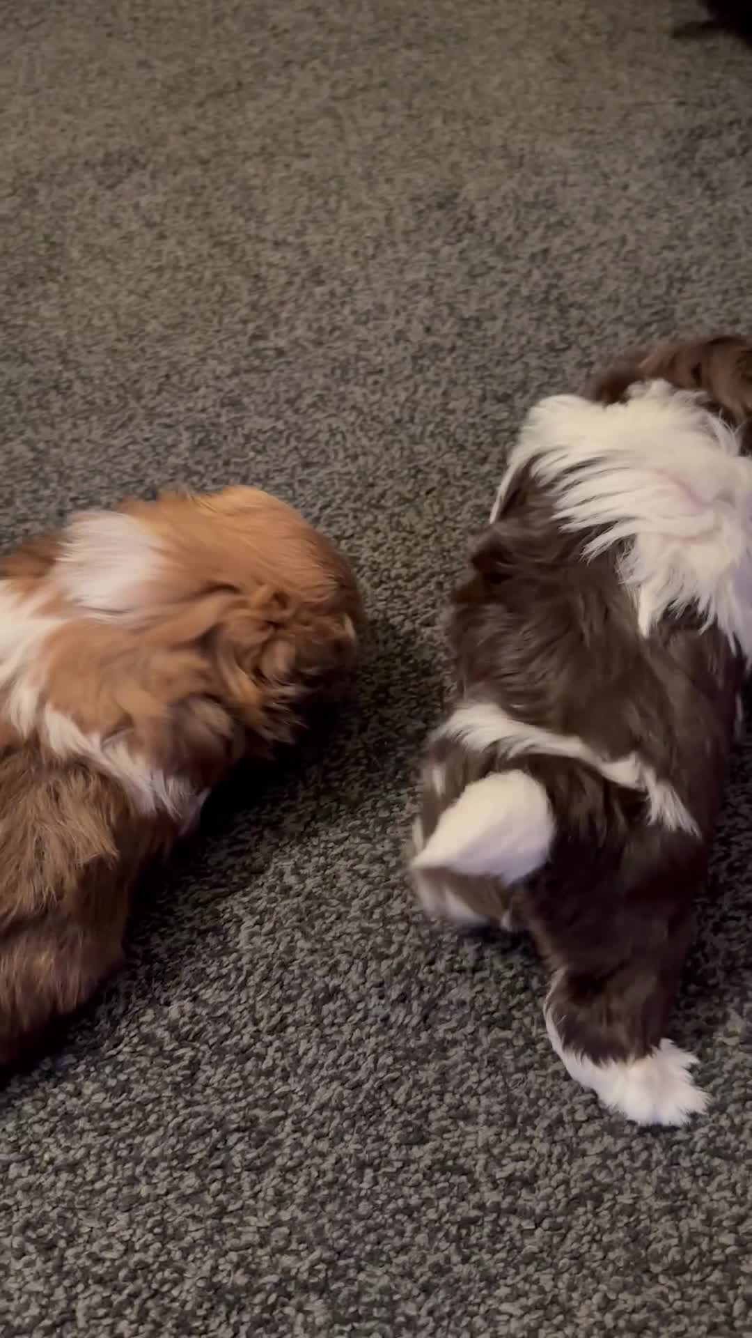 Shih Tzu dogs for sale: Cuddly boy x - Video 1