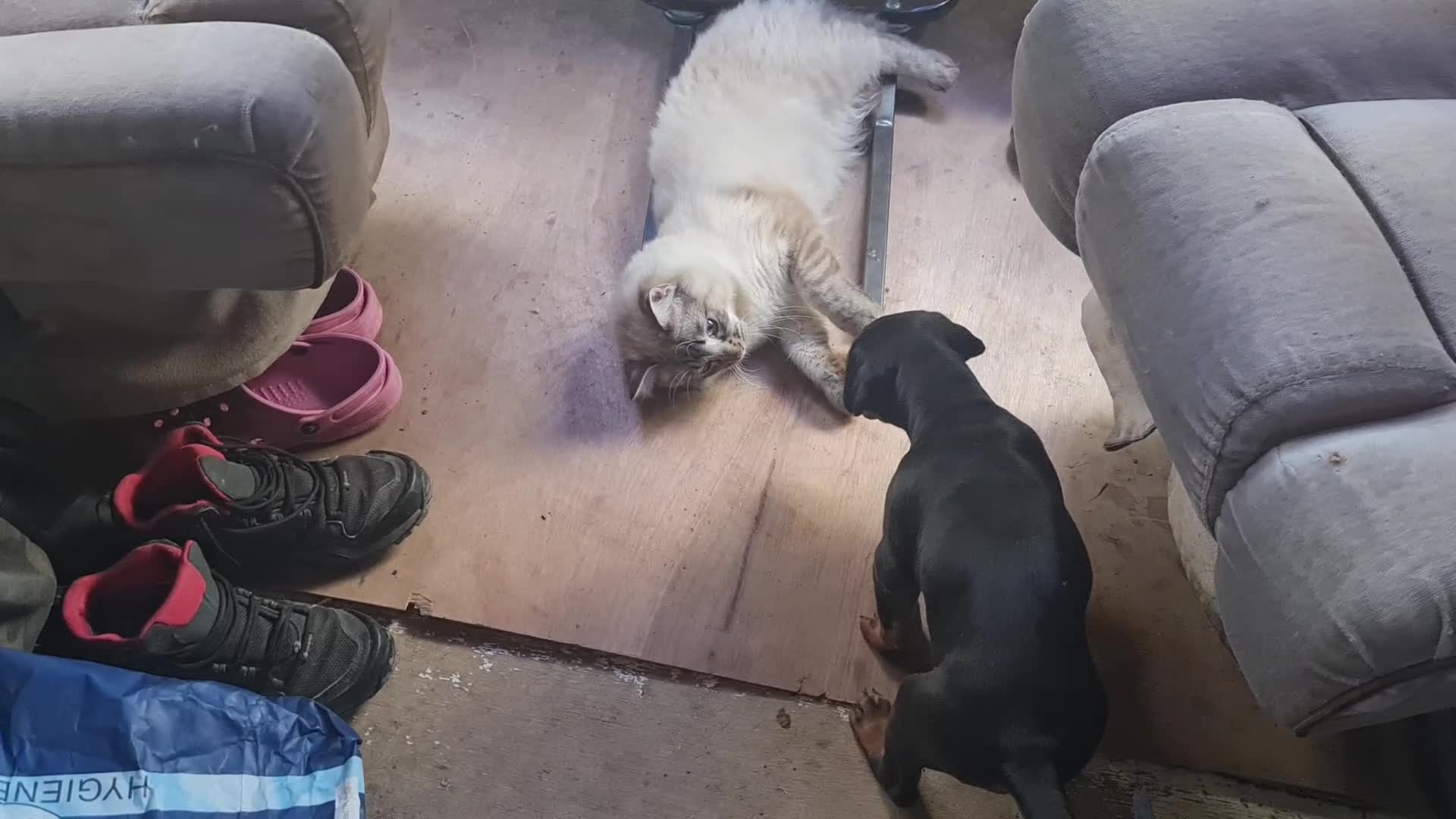 Ragdoll cats for sale: Cuddlest Ragdoll GCCF registered ACTIVE  - Video 3