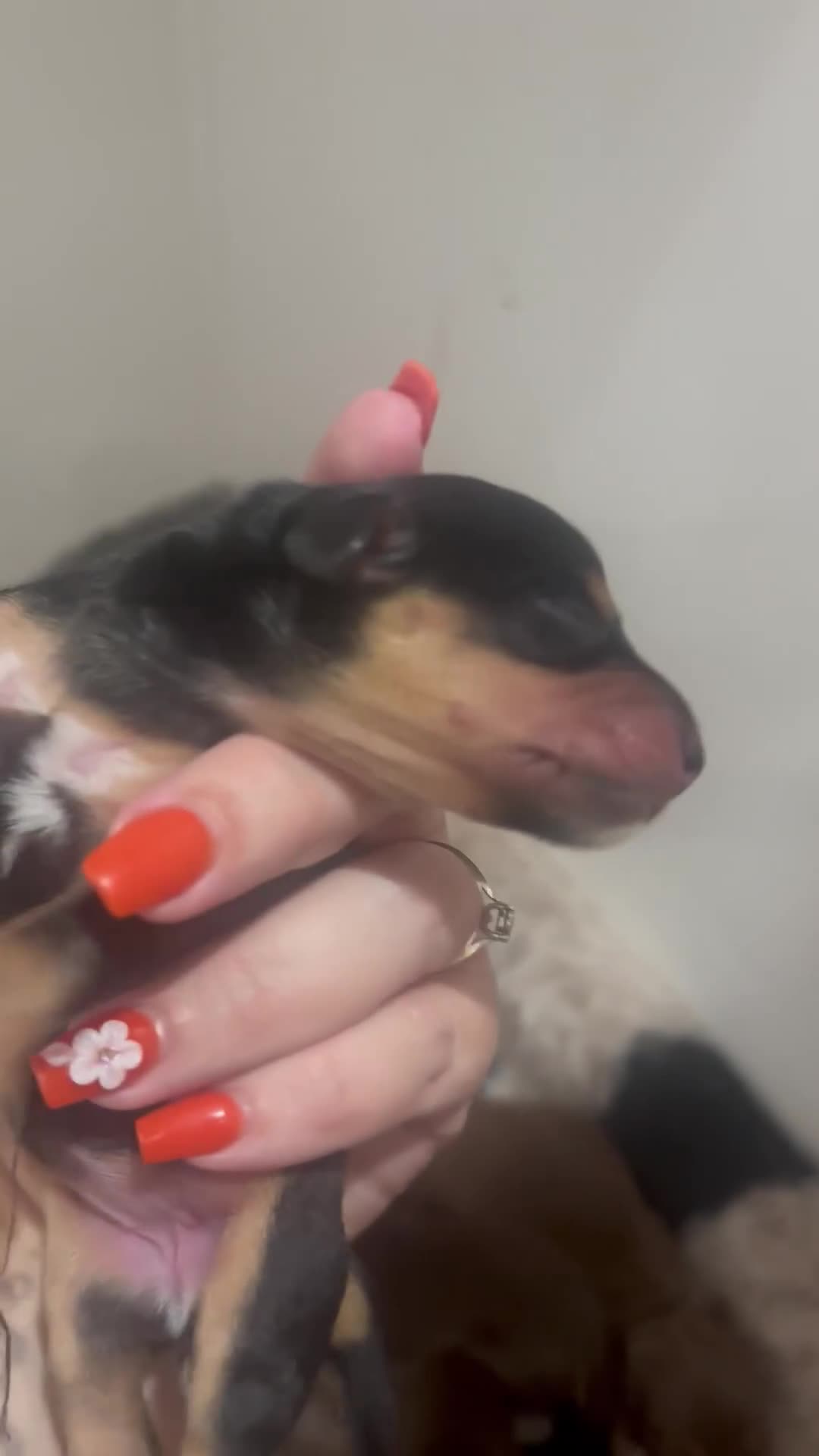 Miniature Dachshund dogs for sale: Minature Dachshunds beautiful puppies  - Video 1