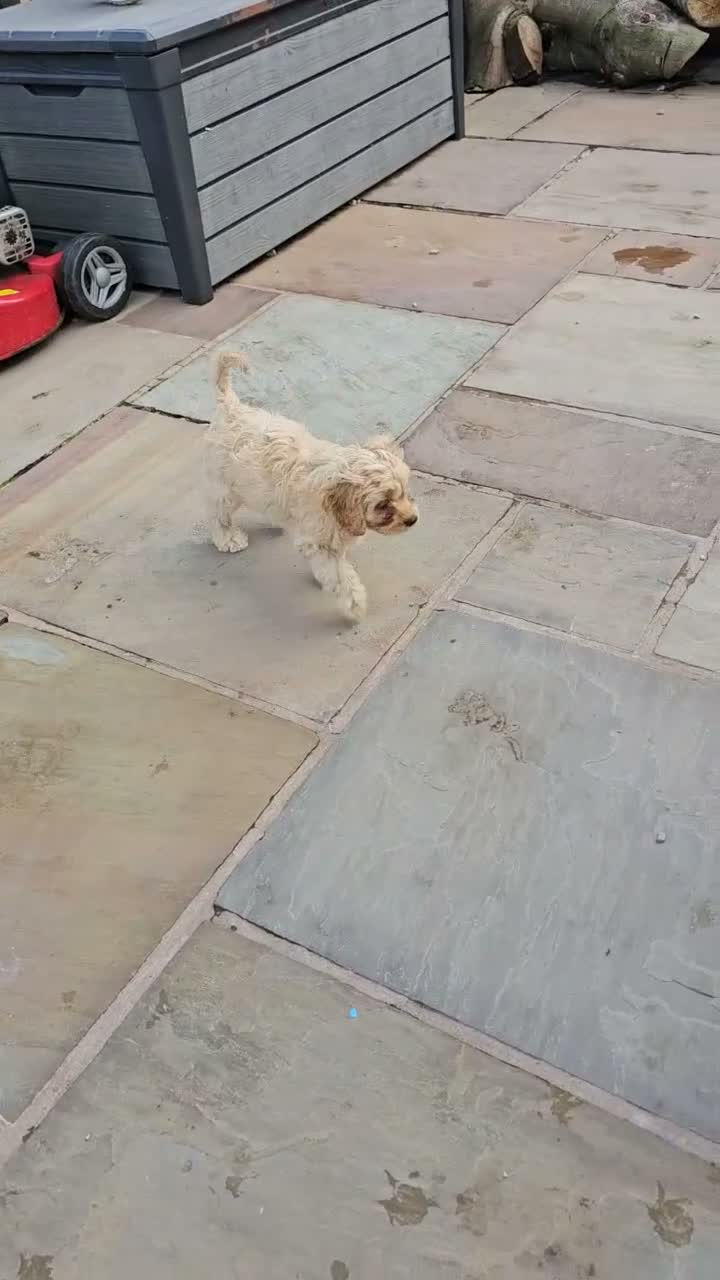 Cavapoo dogs for sale: Health tested F1 Cavapoo puppies - Video 2