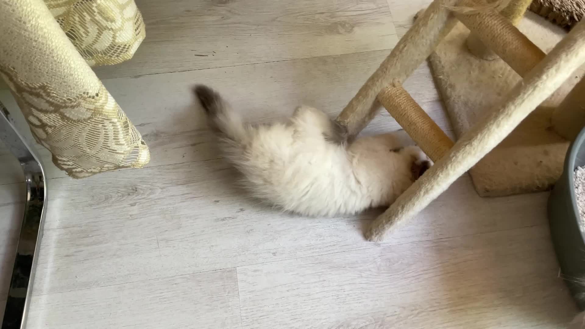 Ragdoll cats for sale: Gorgeous Fluffy Ragdoll Kitten – 3 Months Old - Video 1