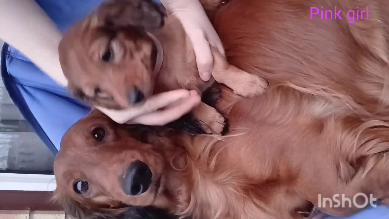 Dachshund dogs for sale: Longhaired Dachshunds small standard  in Northampton - Video 1