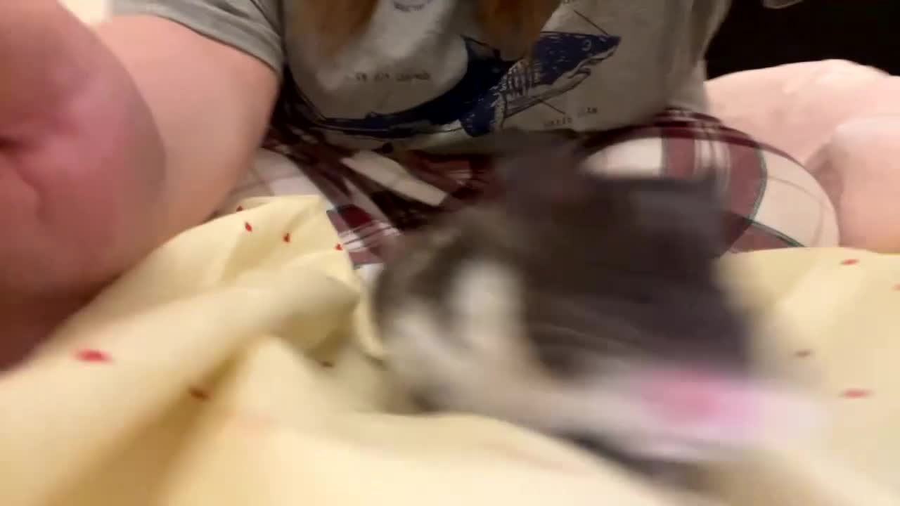 Hamster rodents for sale: syrian hamster to rehome - Video 1