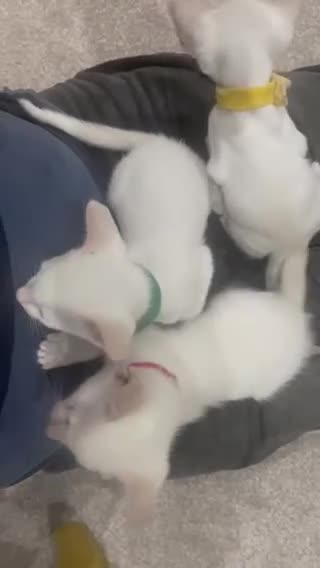 Siamese cats for sale: Beautiful Siamese Kittens – Ready February - Video 4