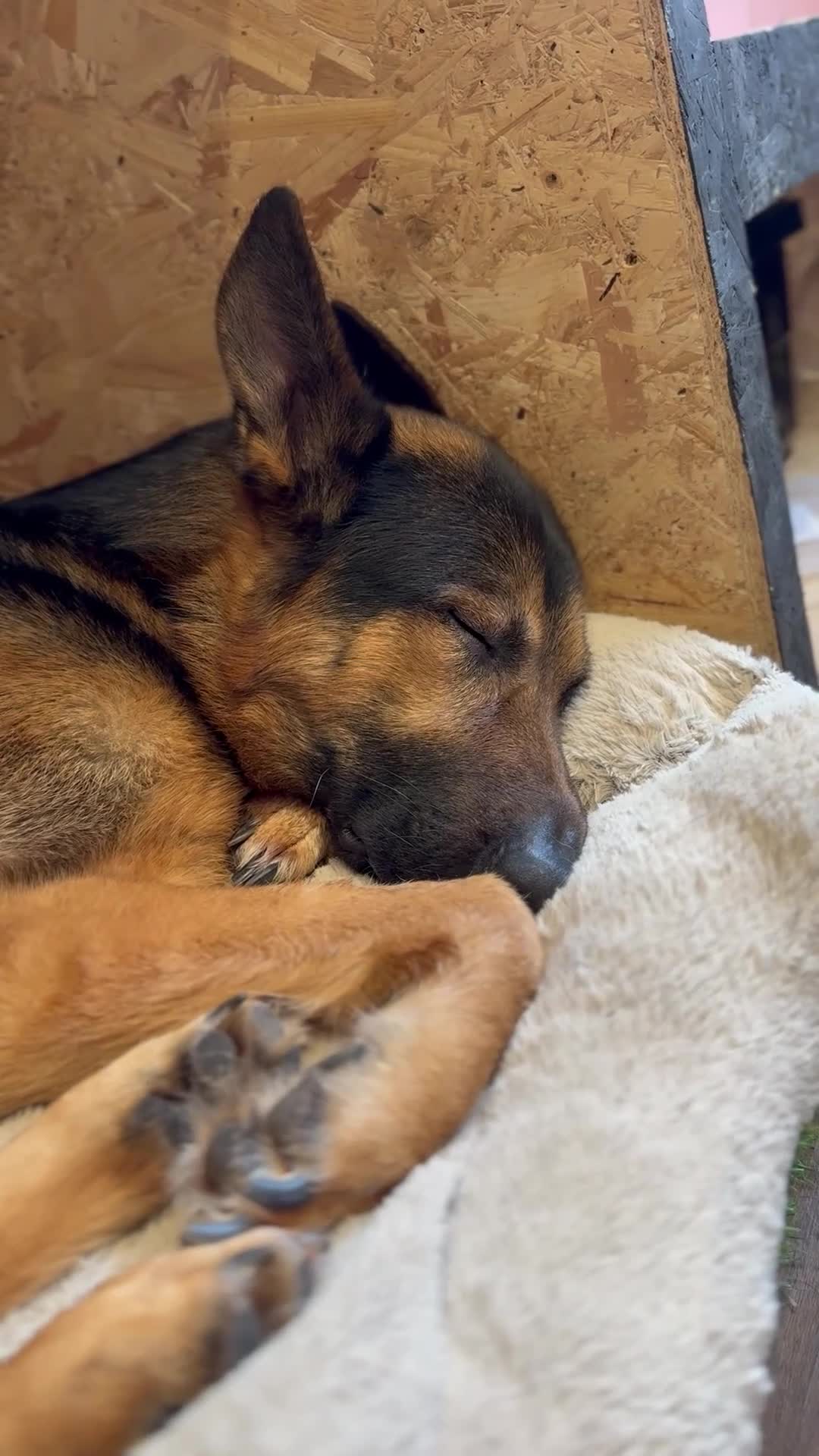 German Shepherd dogs for stud: Handsome GSD "Rafa" - 1st Time Stud. 📍Northwest - Video 3