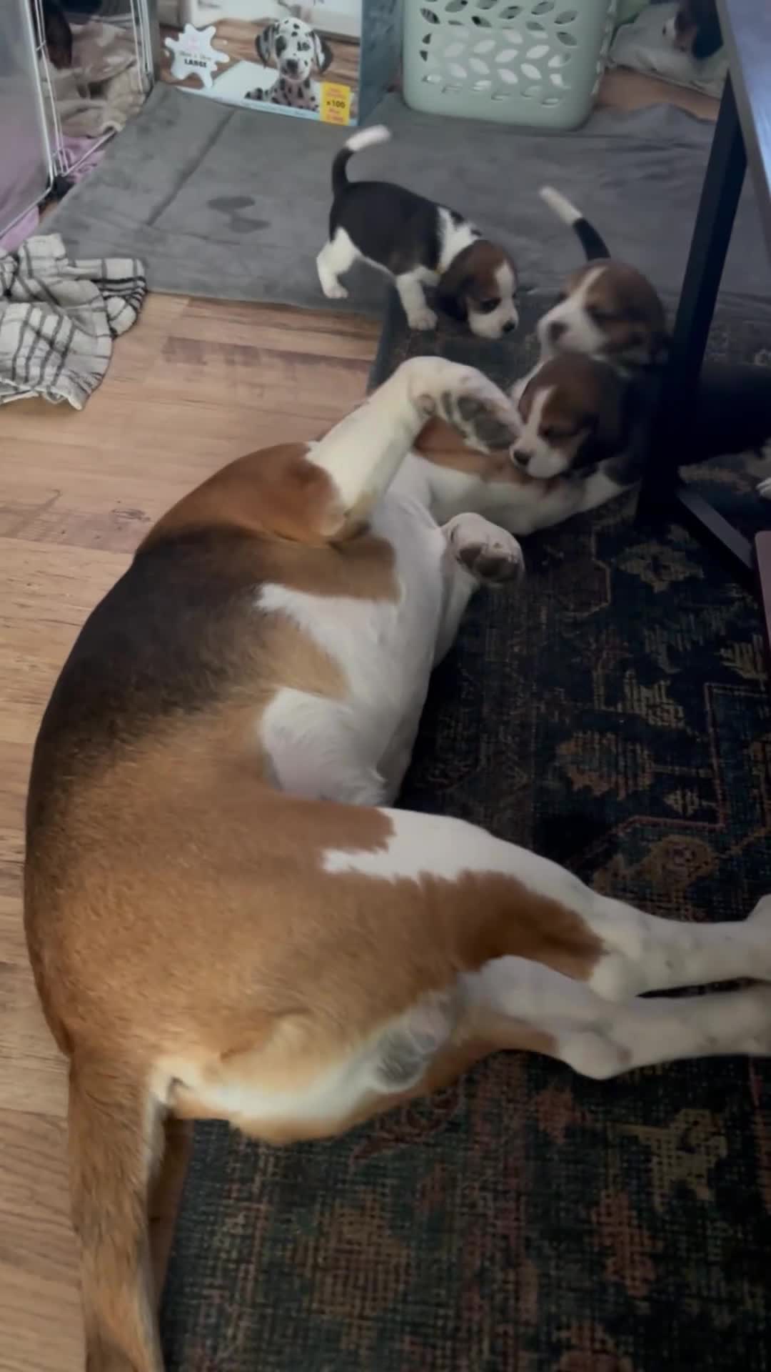 Beagle dogs for sale: Purebred Beagle Puppies – 4 Boys & 2 Girls - Video 1