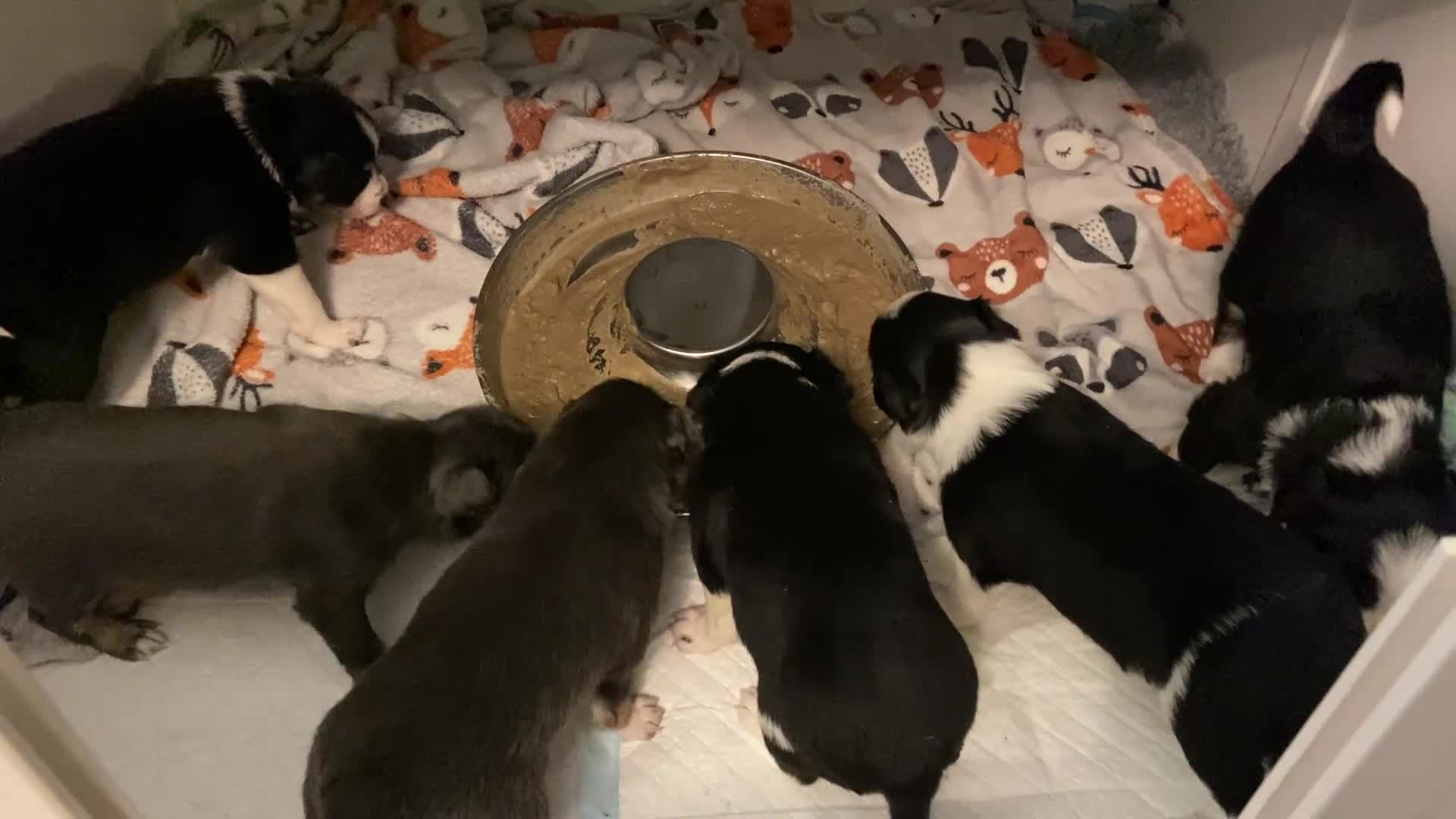 Border Collie dogs for sale: 6 gorgeous high quality Border Collie Puppies  - Video 3