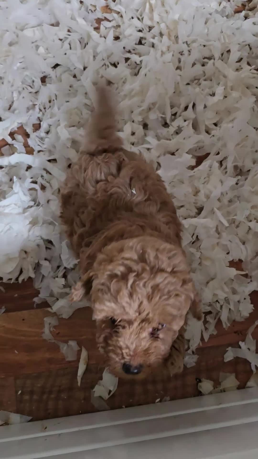 Miniature Poodle dogs for sale: Fox Red miniature poodle puppies  - Video 4