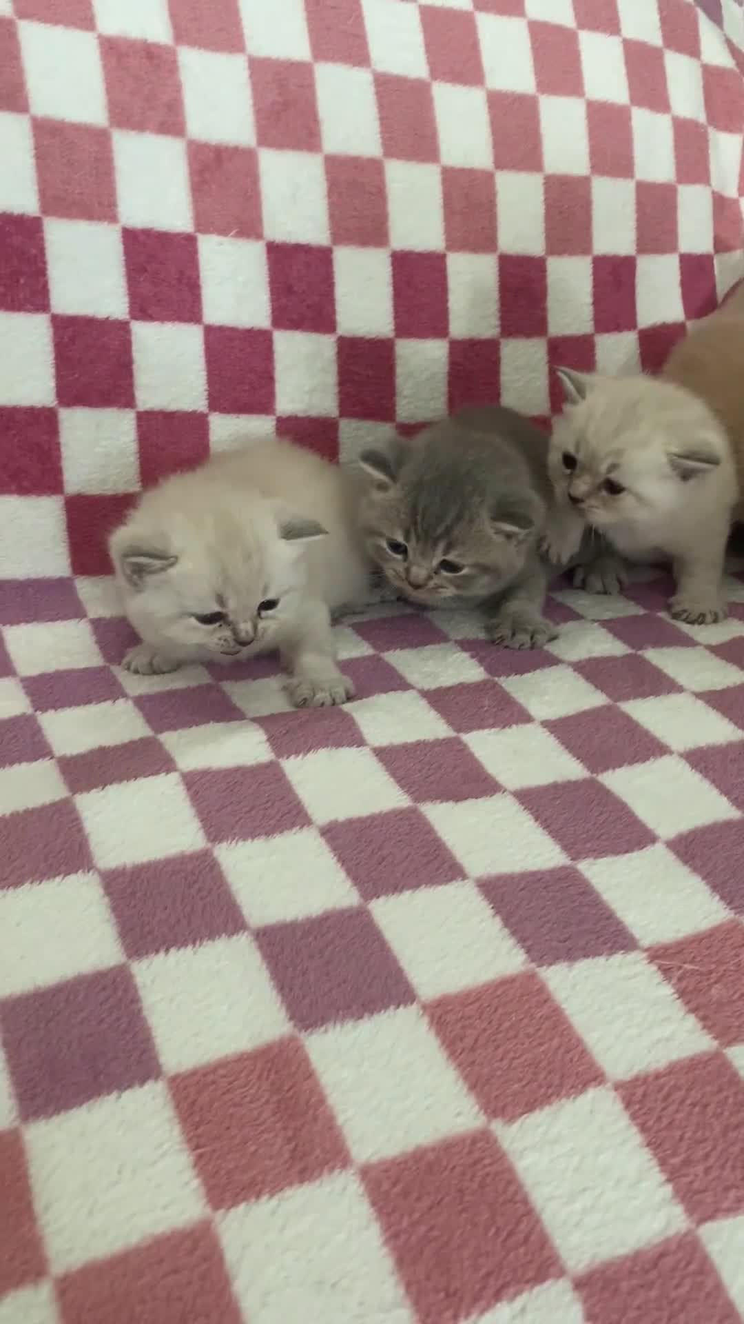 British Shorthair cats for sale: Gorgeous British shorthair kittens - Video 2