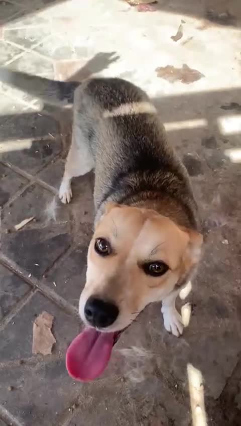 Mixed Breed dogs for adoption: 💖🐶 ROSITA 🐶💖 - Video 1