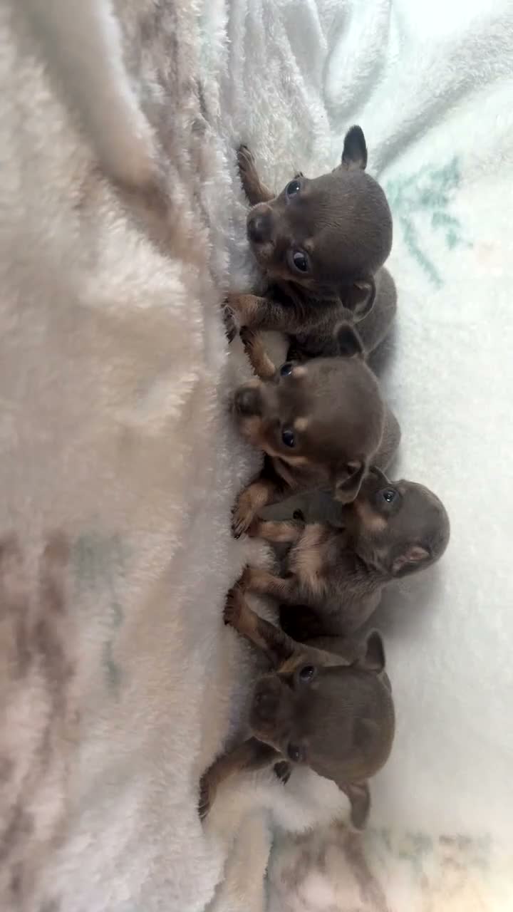 Chihuahua dogs for sale: OUTSTANDING BLUE/TAN & LILAC/TAN PUPPIES - Video 4