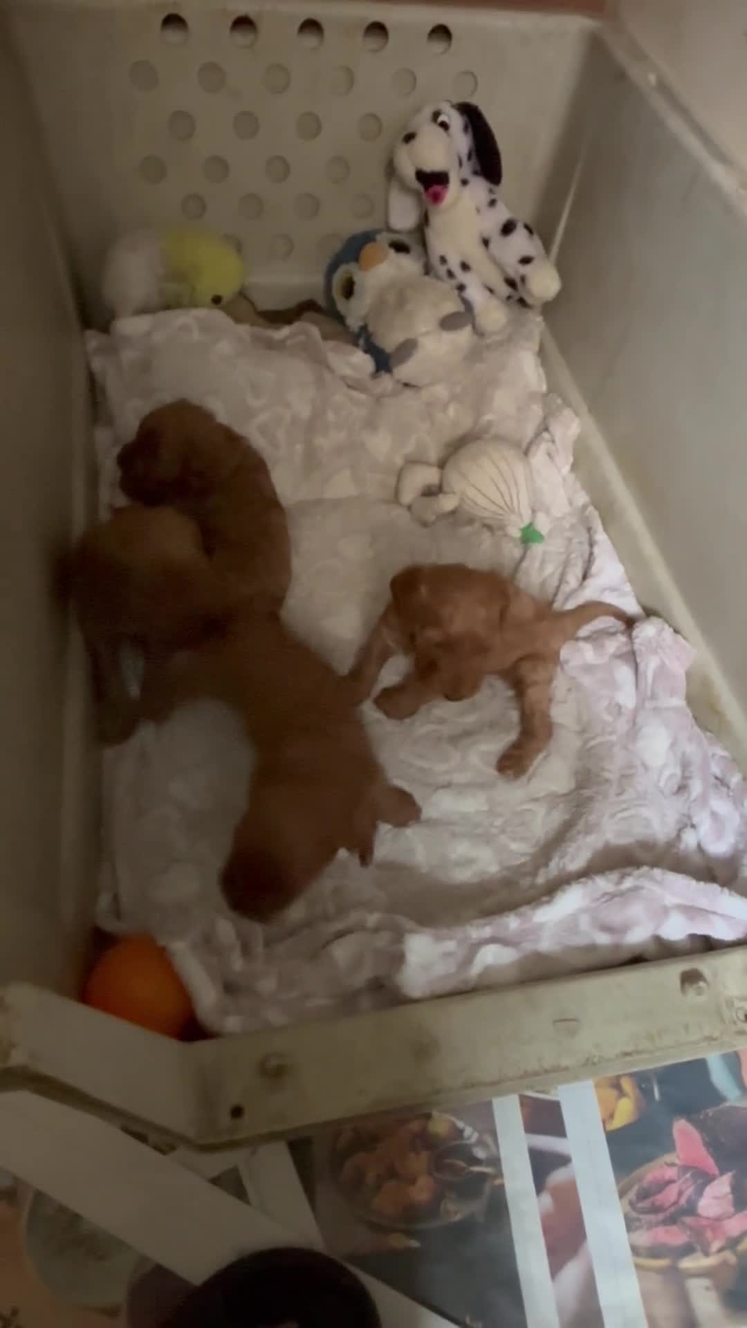 Cockapoo dogs for sale: Lovely Red/Gold F1 Golden Cockapoo Pups Available - Video 1