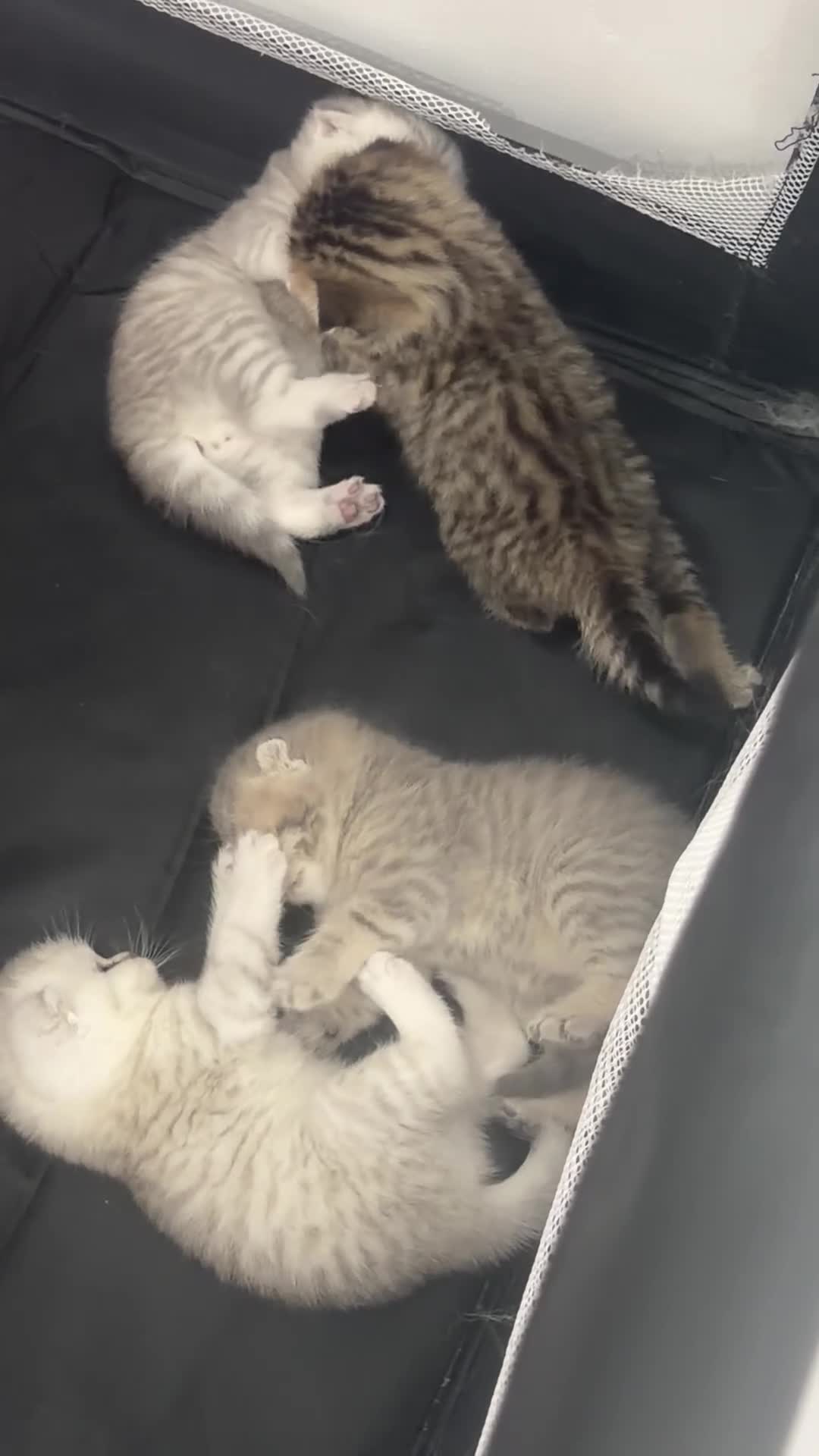 Scottish Fold cats for sale: Scottish Fold x Pedigree British Shorthair Kittens in Tipton - Video 1