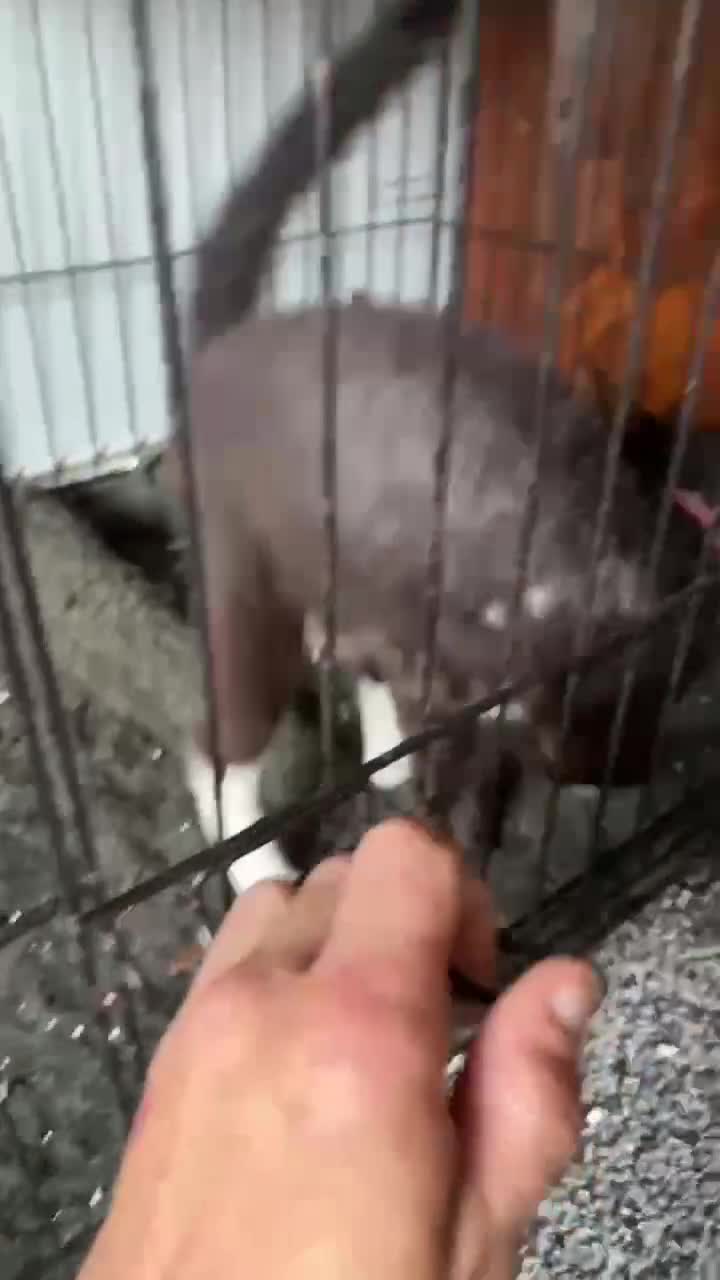 Mixed Breed cats for sale: Devon rex cross girl for sale  - Video 1