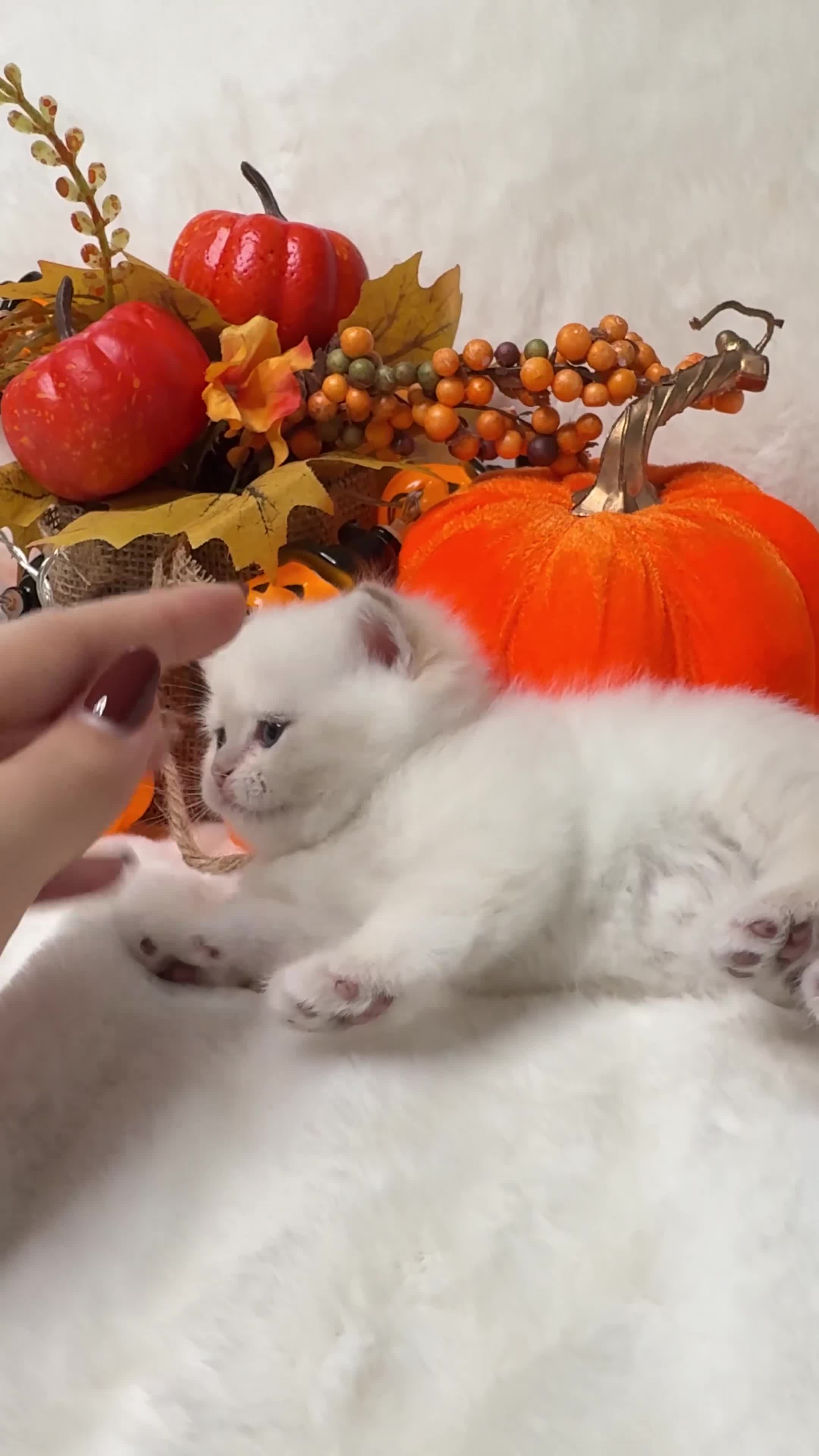 British Shorthair cats for sale: British SH and LH available  - Video 3