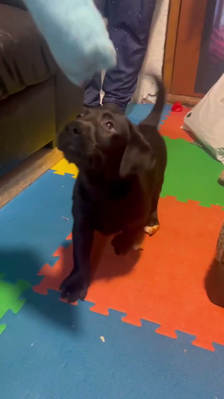 Labrador Retriever dogs for sale: LABRADOR PUPPY FOR SALE - Video 1