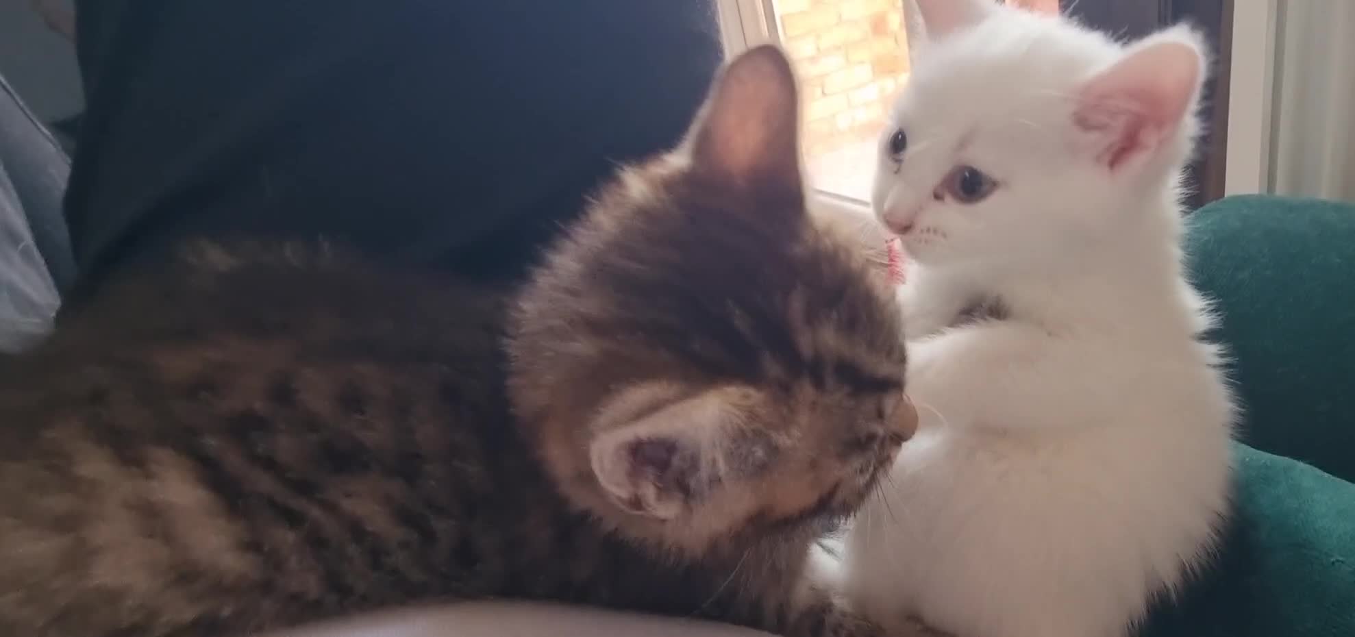 British Shorthair cats for sale: ✨ Gorgeous 6-Week-Old Kittens litter trained ✨ - Video 2
