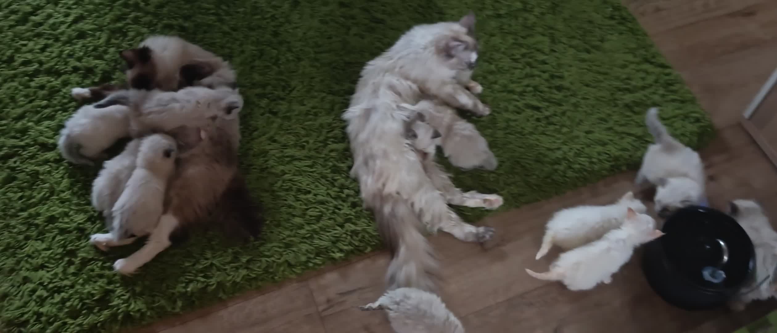 Ragdoll cats for sale: WONDERFUL 100% RAGDOLL  - Video 1
