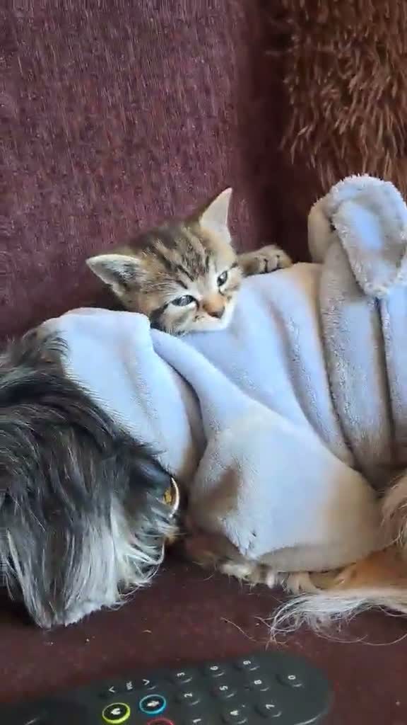 British Shorthair cats for sale: Kiwi and Guava - Video 5
