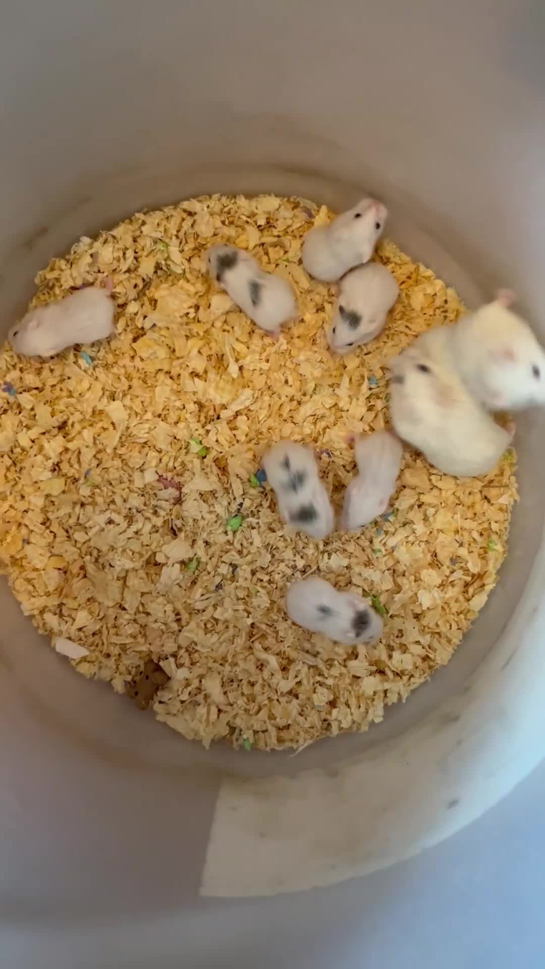 Hamster rodents for sale: Roborovski babies show winning parents - Video 2