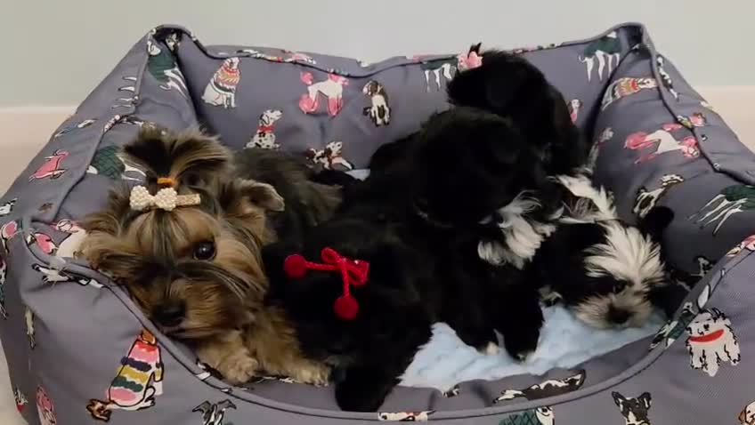 Yorkshire Terrier dogs for sale: Mini rare black and white Yorkshire Terrier. - Video 1