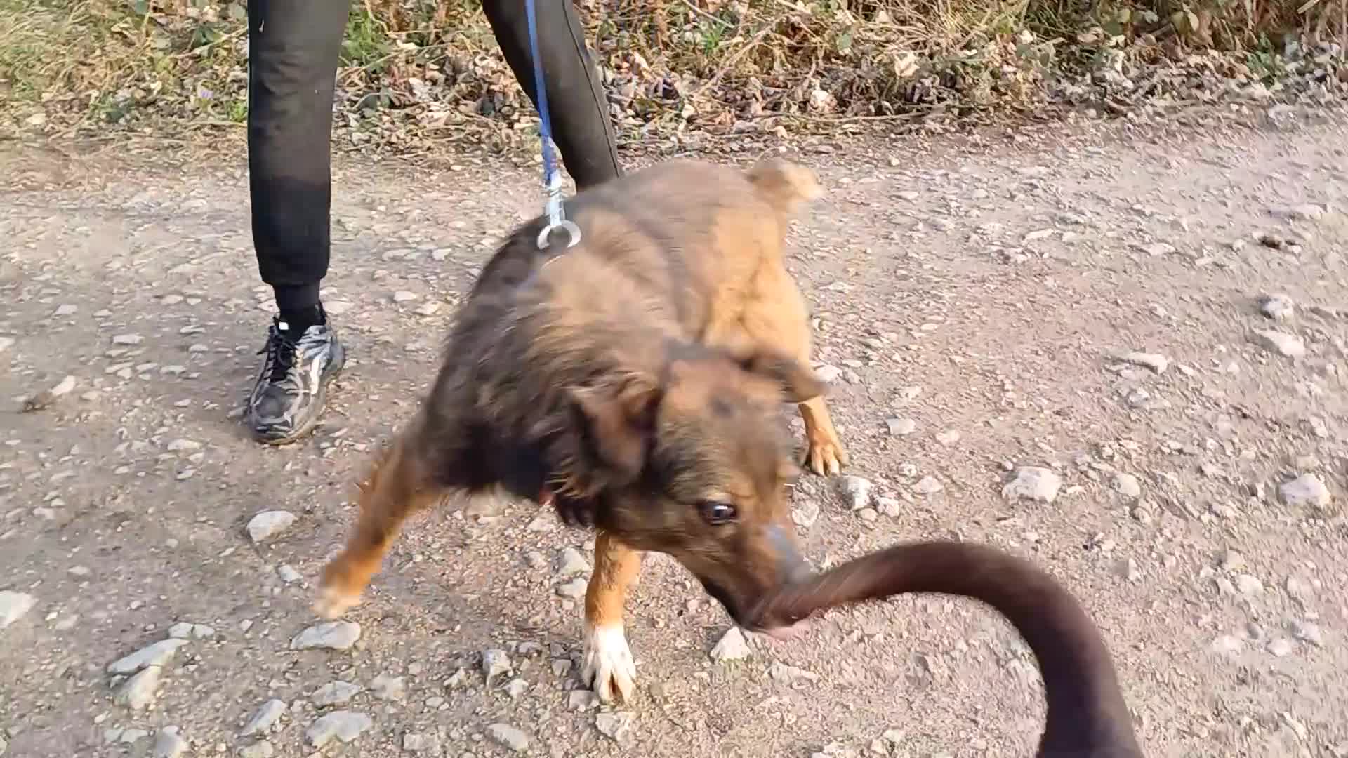 Mixed Breed dogs for adoption: Meet Charlie - a Lovely old boy, for a loving Home - Video 1