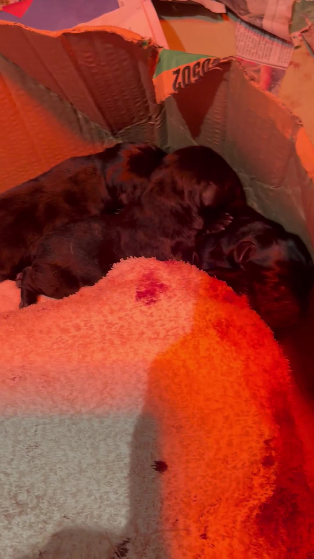 Labrador Retriever dogs for sale: BEAUTIFUL BIG BONED BLACK SHOW TYPE LABRADORS - Video 1
