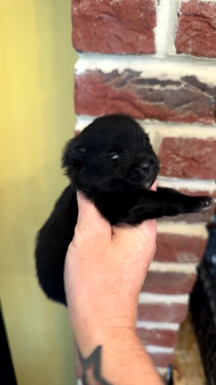 Pomeranian dogs for sale: Pomeranian puppies  - Video 4