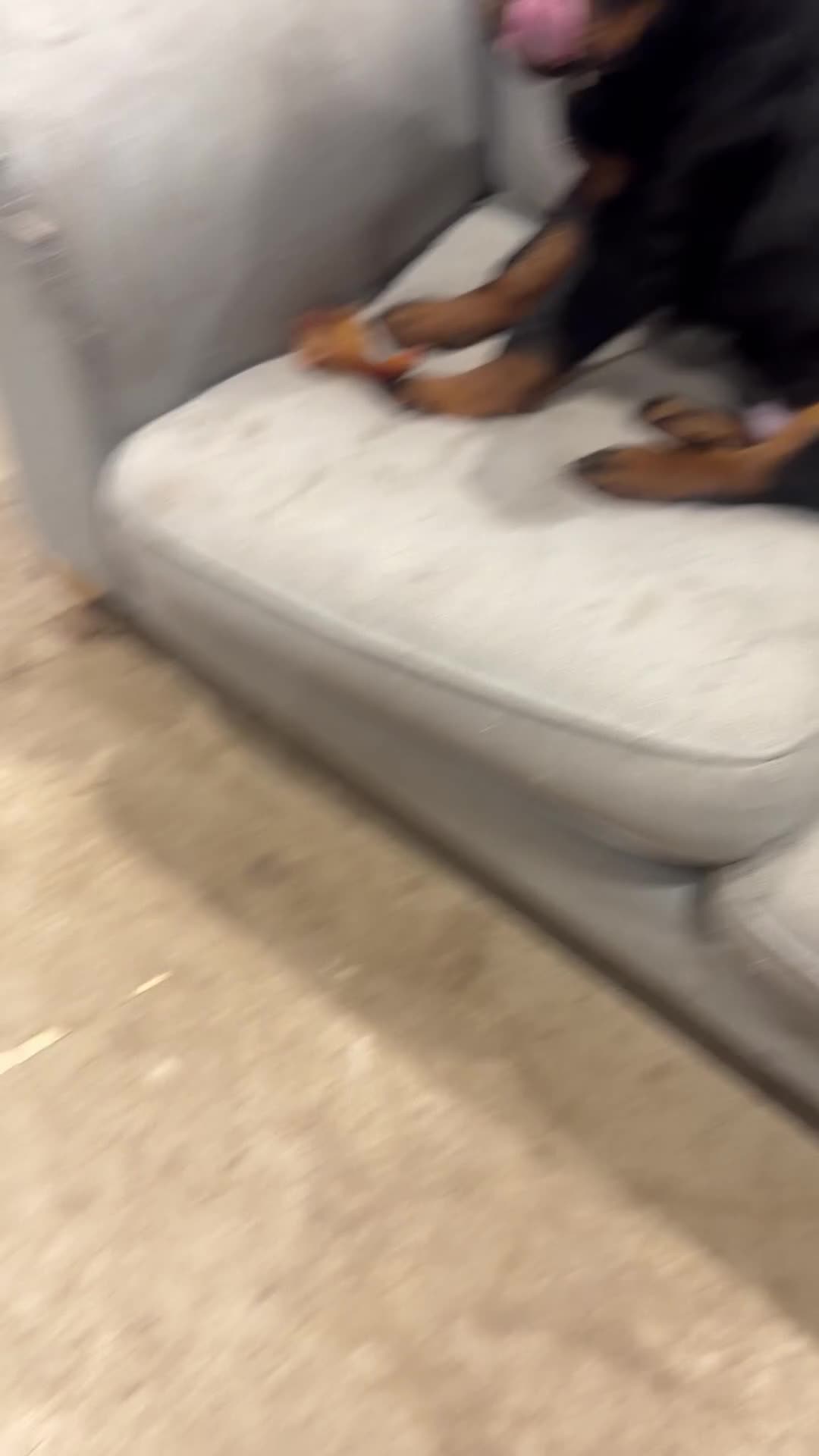 Rottweiler dogs for sale: Massive Rottweiler  - Video 5