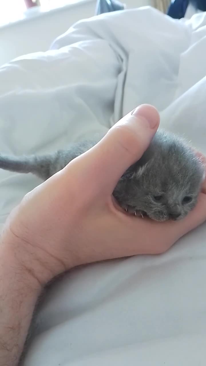 British Shorthair cats for sale: Purebred British shorthairs - Video 3